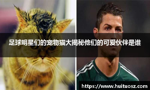 足球明星们的宠物猫大揭秘他们的可爱伙伴是谁